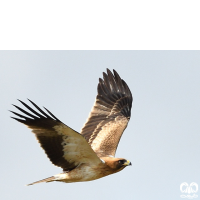 گونه عقاب پر پا Booted Eagle 